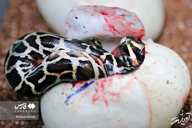 (تصاویر) تولد بچه مارهای پیتون در پارک چمران کرج